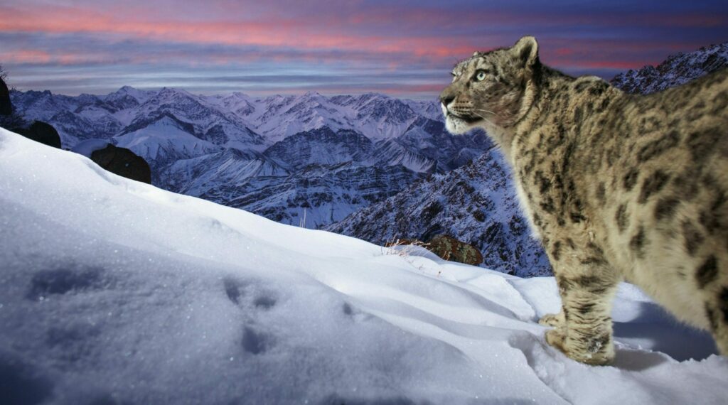 A snow leopard in the Ladakh mountain range in the Indian Himalayas