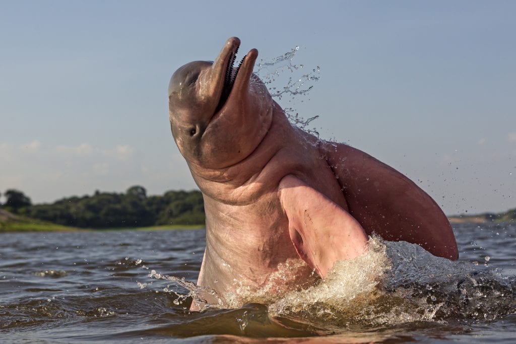 A pink river dolphin leaps out of the water