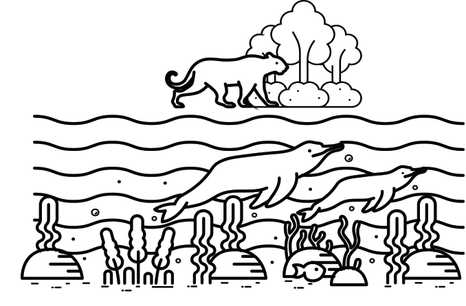 Illustration of a jaguar next to a forest and two dolphins swimming underwater 