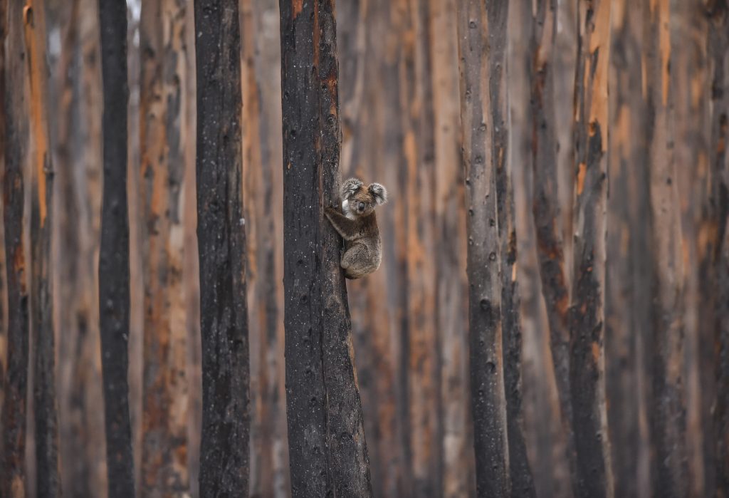 A koala clings to a tree