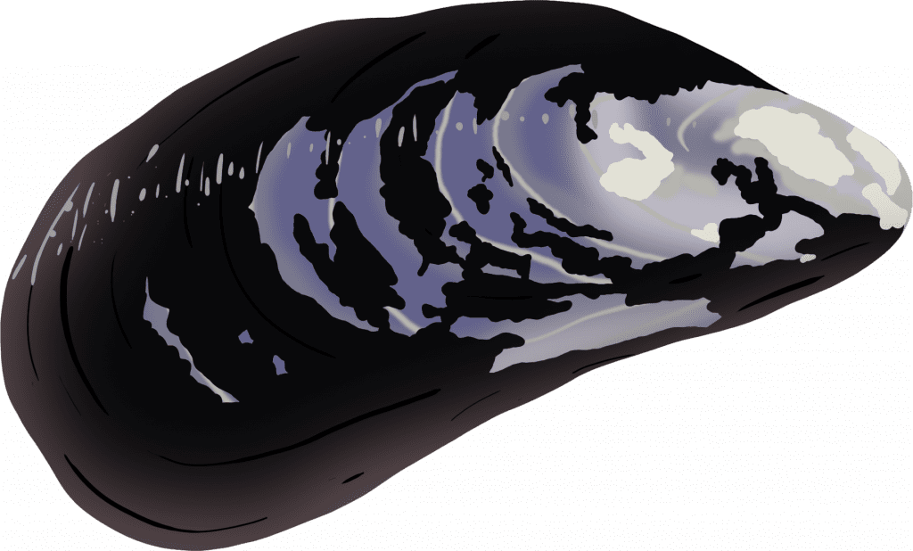 Illustration of a blue mussel