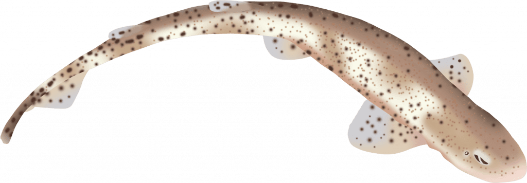 Illustration of a dogfish