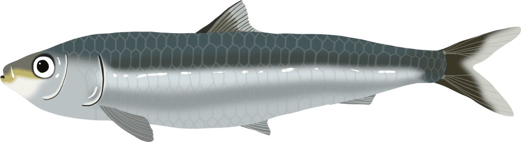 Illustration of a European sardine