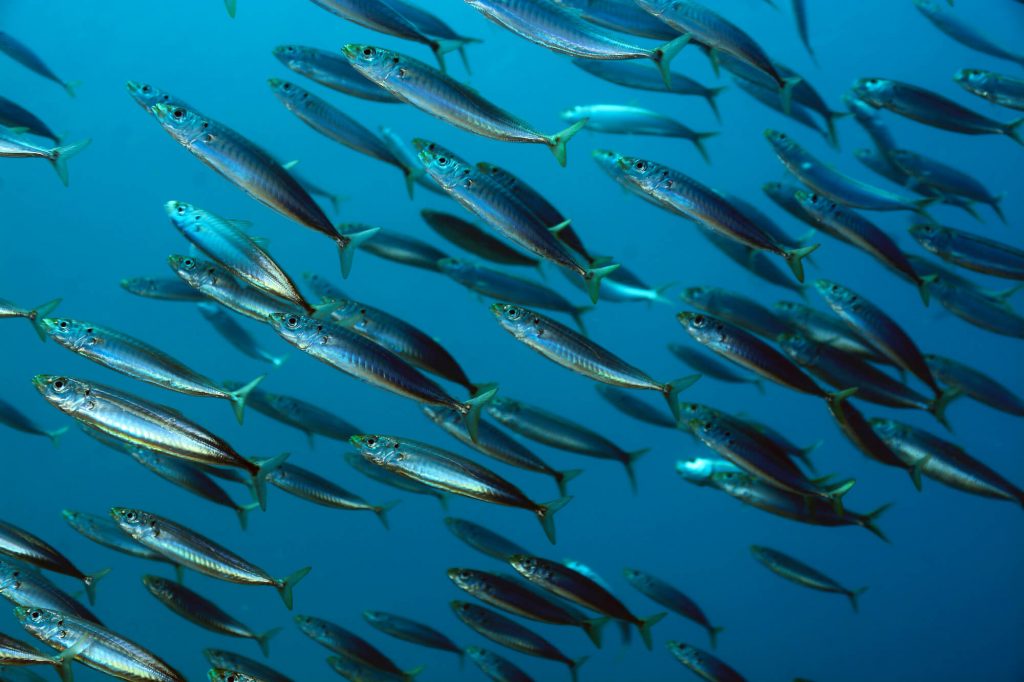 Photograph of a school of swimming fish