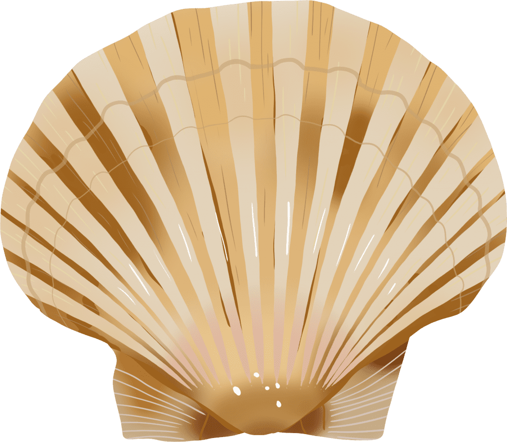 Illustration of a king scallop