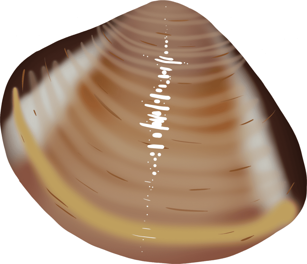 Illustration of a lyrate hard clam