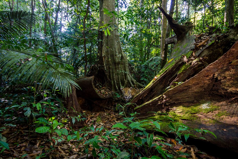 Photograph taken with a remote camera showing a jaguar in the centre of the frame, looking around a tree trunk and staring directly at the camera