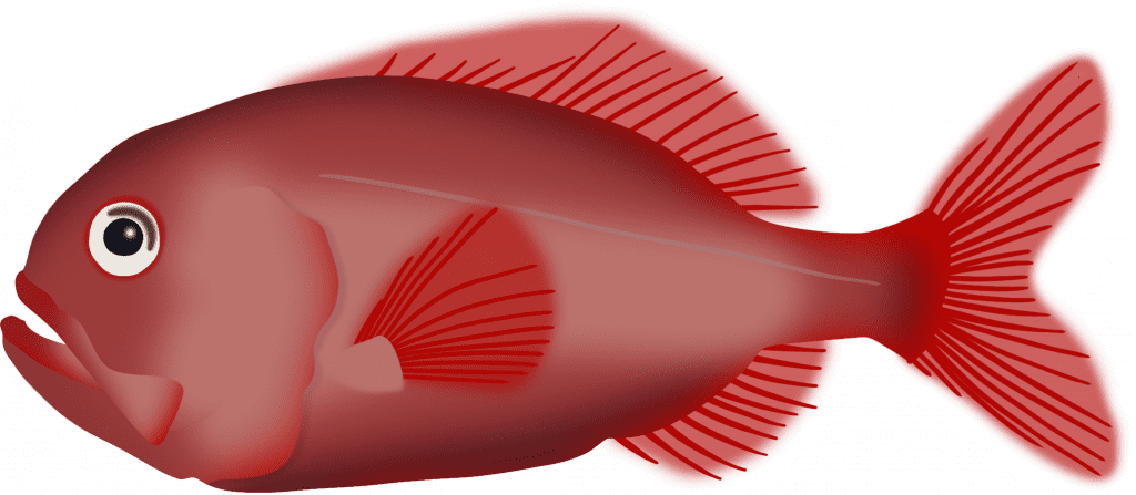 Illustration of an orange roughy fish