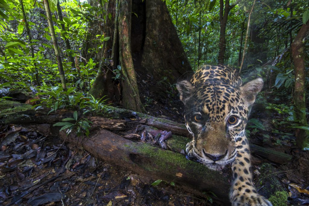 A close-up photograph of a jaguar looking right at us, captured with a remote camera