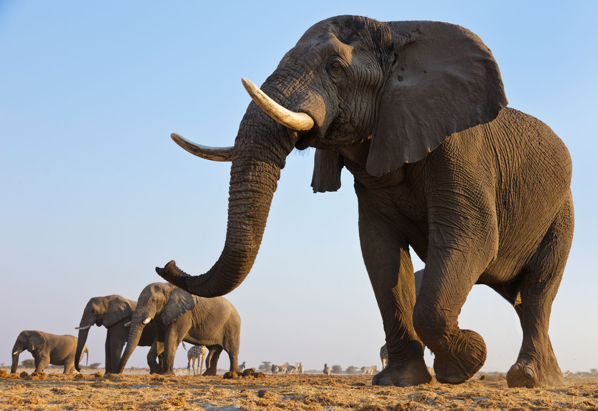 Herd of African elephants walking across Namibian national park