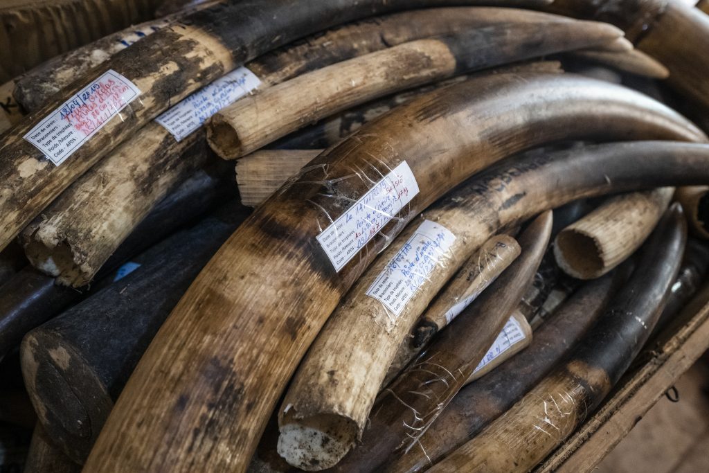 Close-up of a stack of illegal ivory