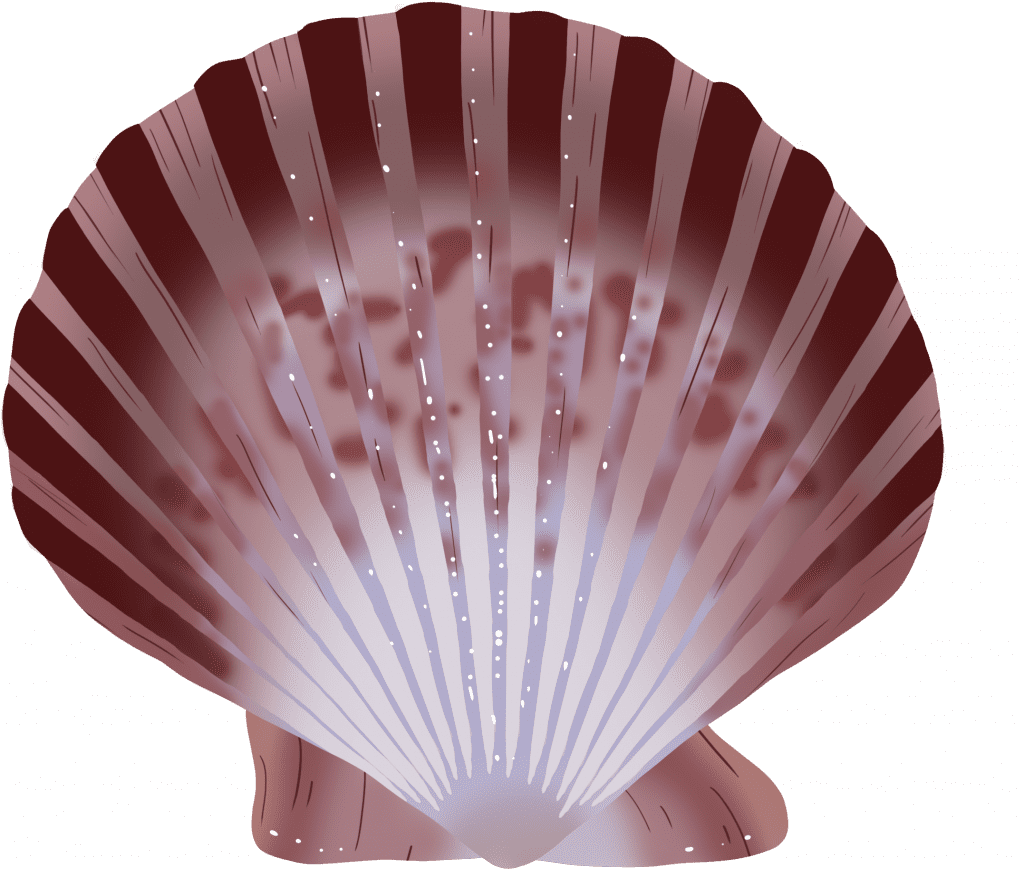 Illustration of a Calico Scallop