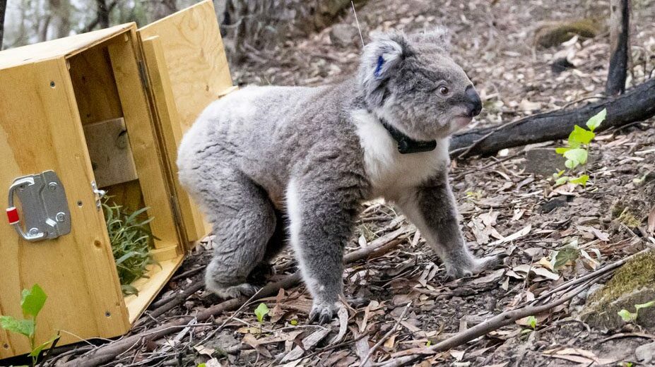 Rescued koala with radio tracking collar being released into the wild