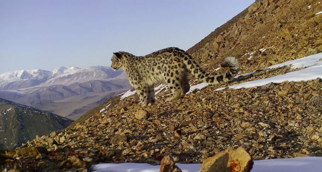 Snow leopard in Mongolia's mountains