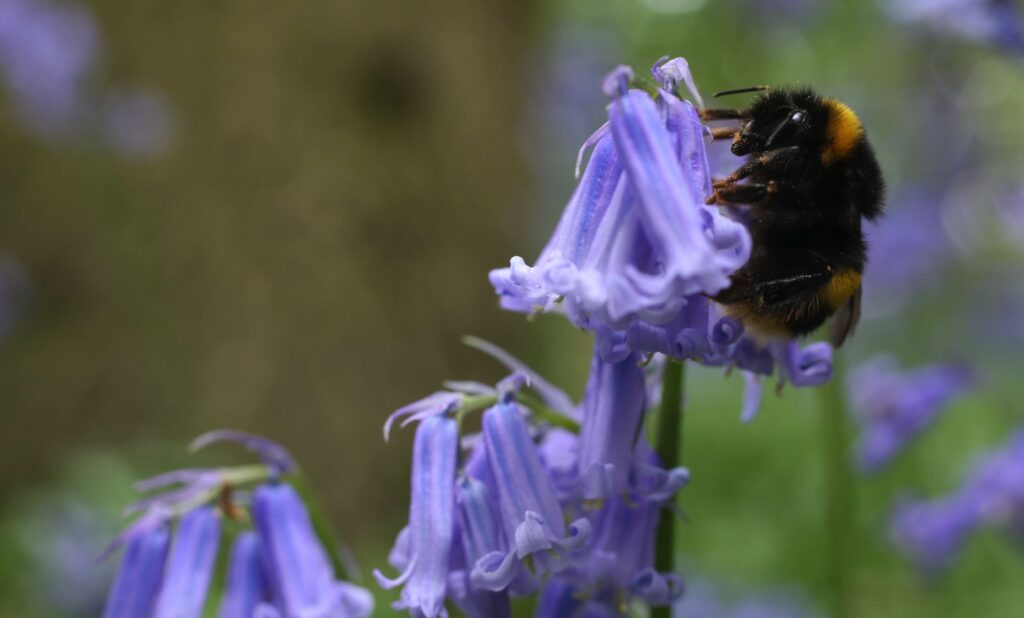 A bee gathers pollen from a bluebell in a wood in the UK