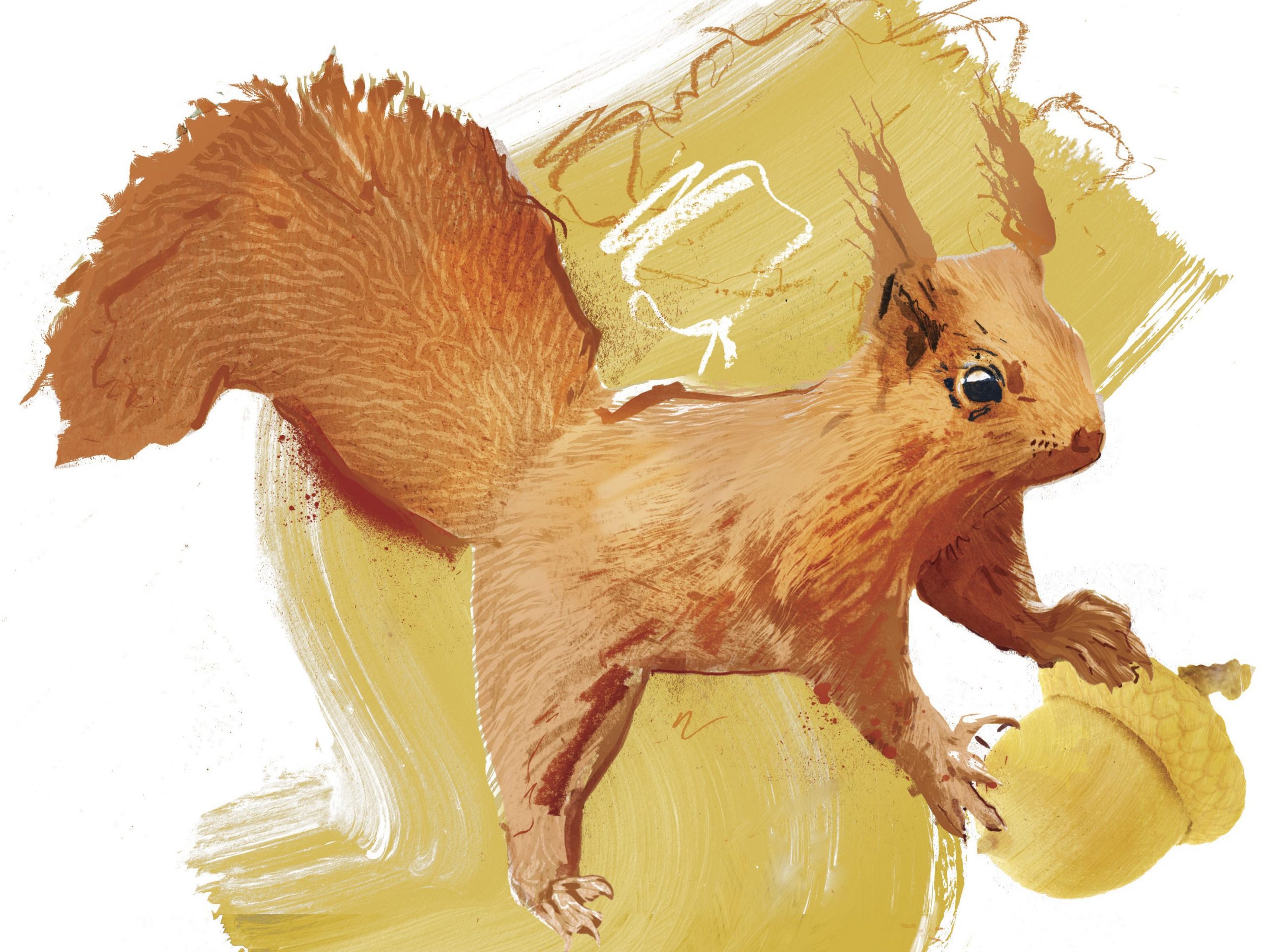Illustration of a red squirrel