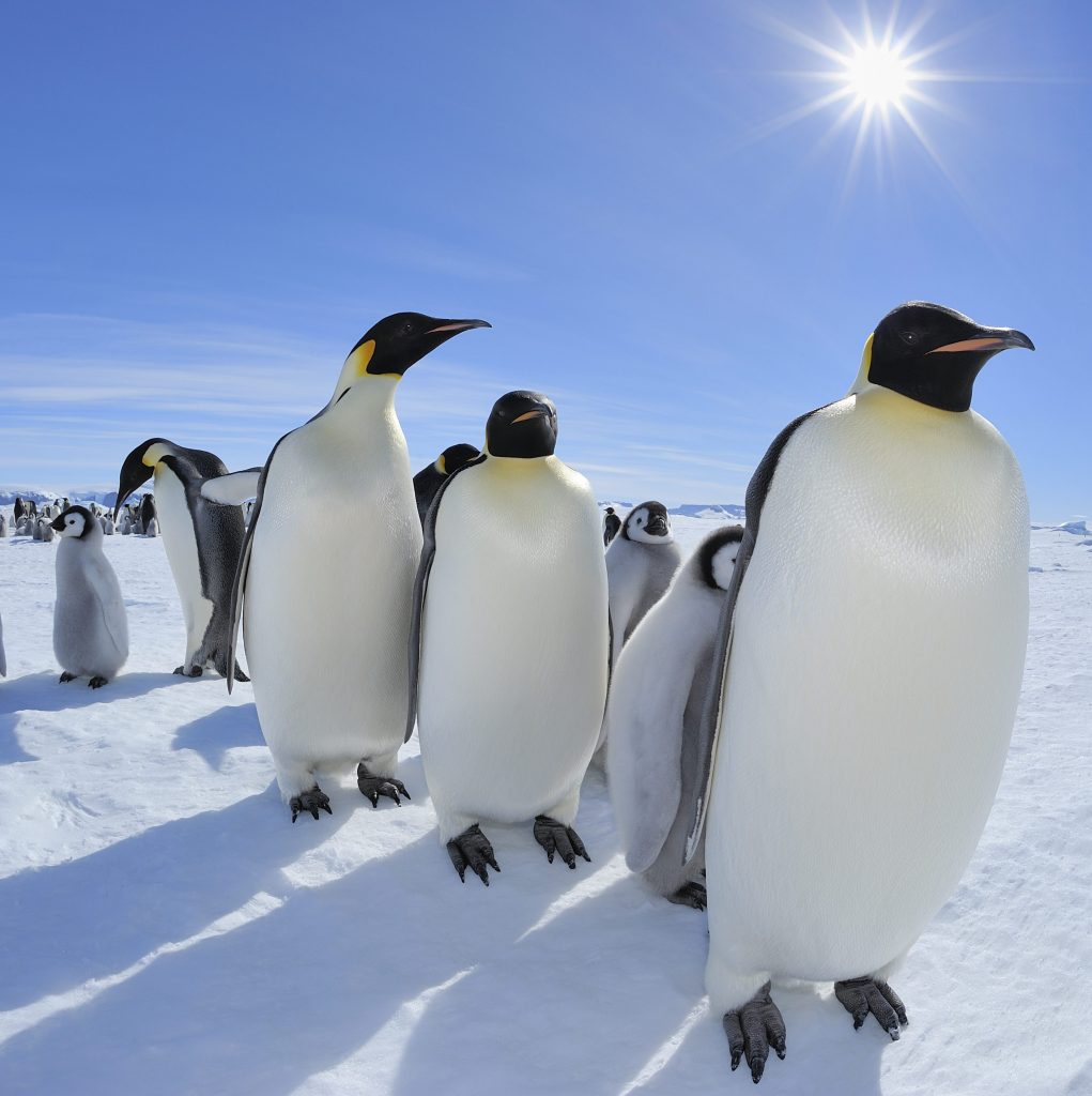 Emperor penguins march across a snowy landscape