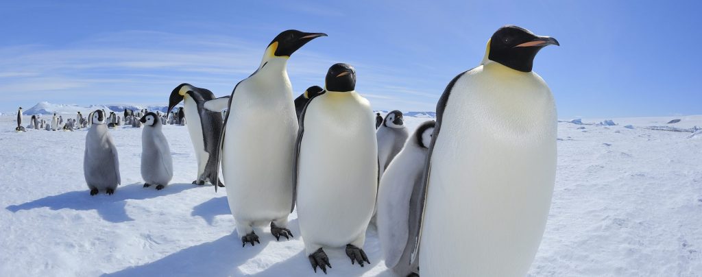 Emperor penguins on the march across a frozen landscape