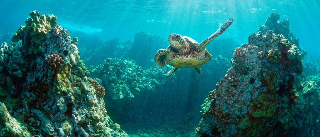 Underwater shot of Hawaiian marine turtle and coral reef