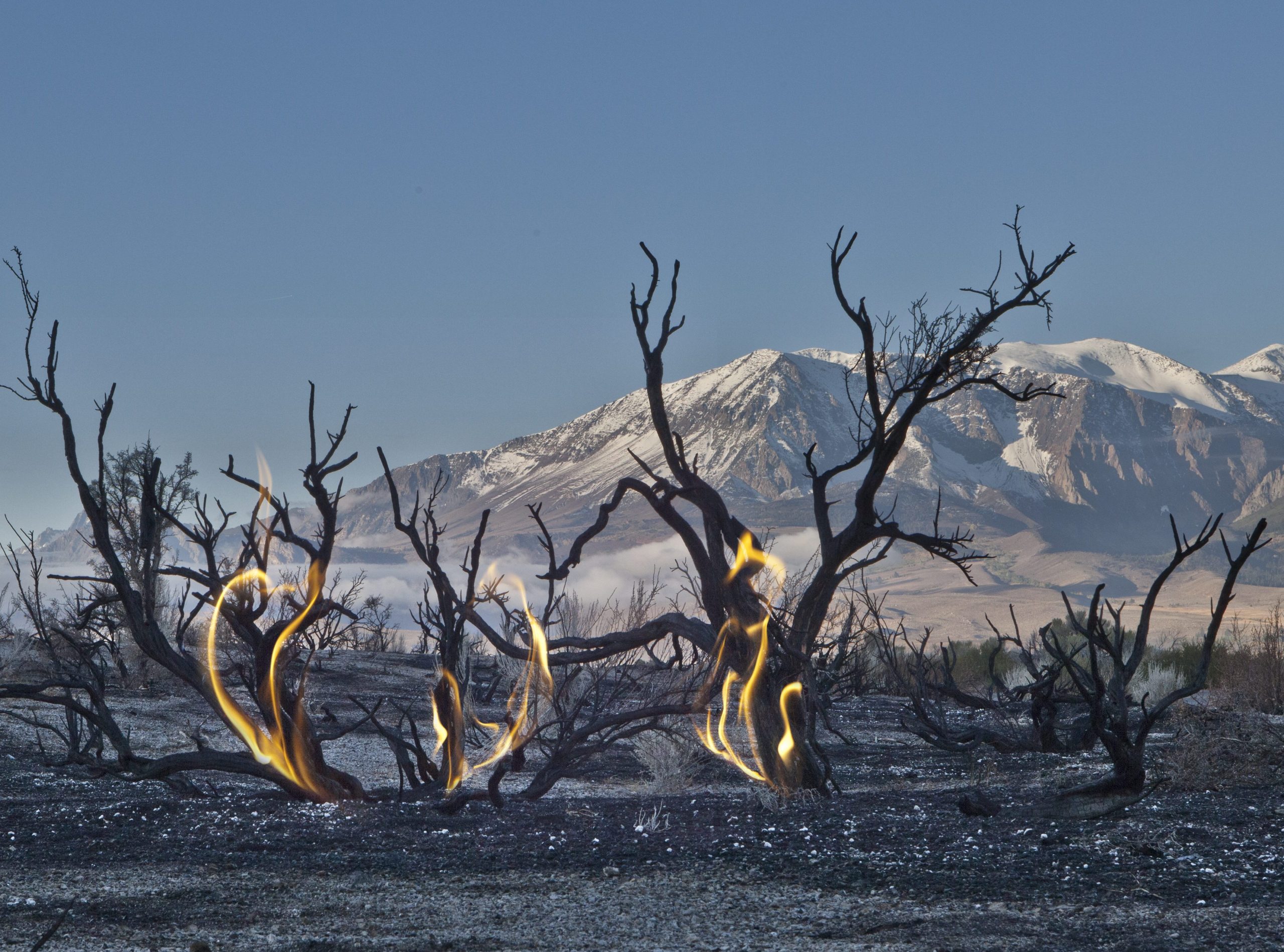 A smouldering wildfire in California USA leaves trees and landscapes burned and charred in its wake