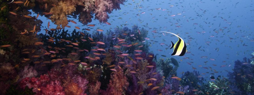 Coral reef with a shoal of fish off Fiji