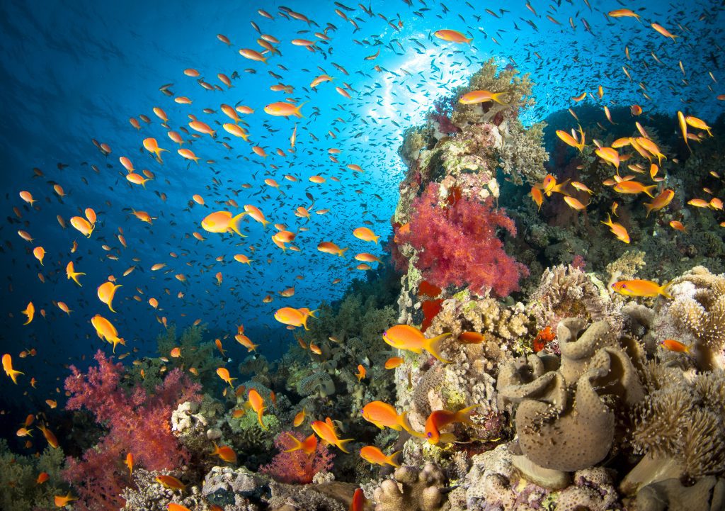 Fish swim through a colourful coral reef