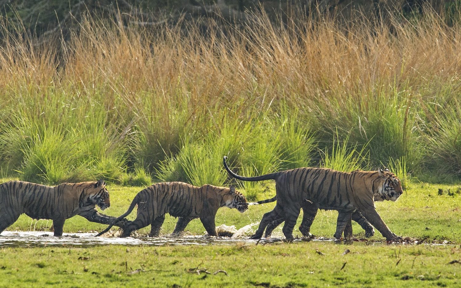 A group of tigers cross a wet plateau 