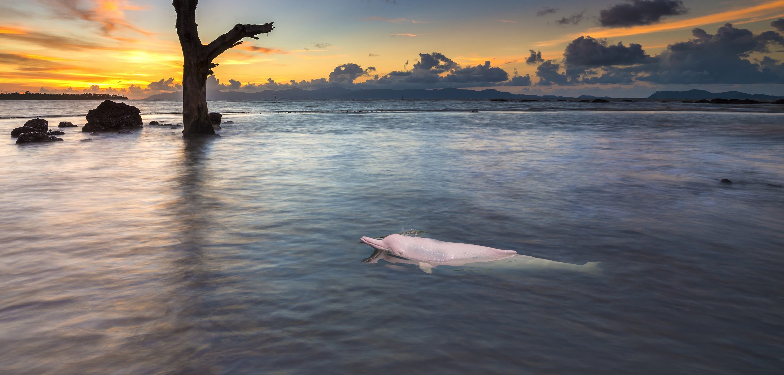 Pink river dolphin swimming alone in the Amazon at sunset