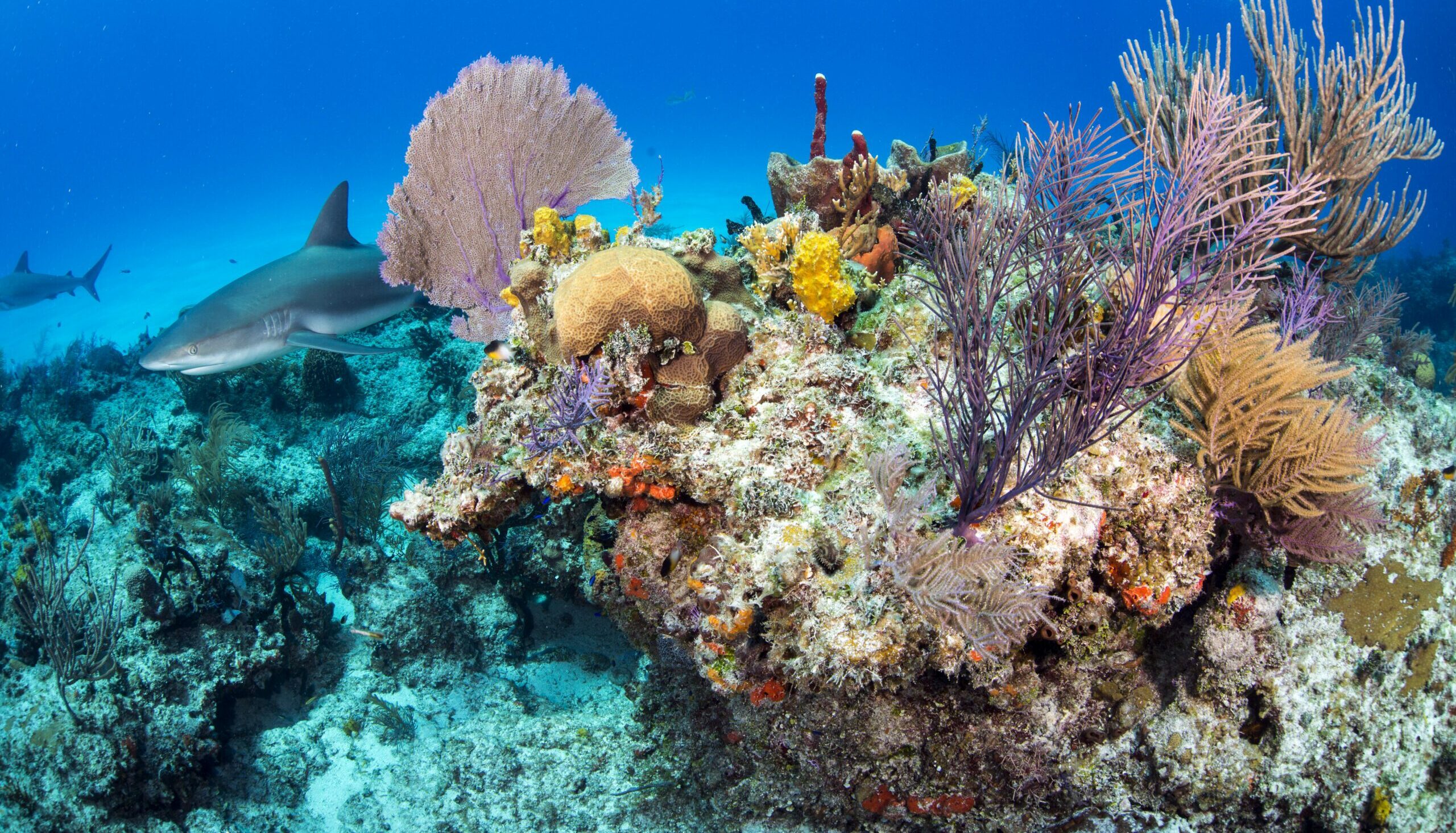 Sharks swim through a coral reef