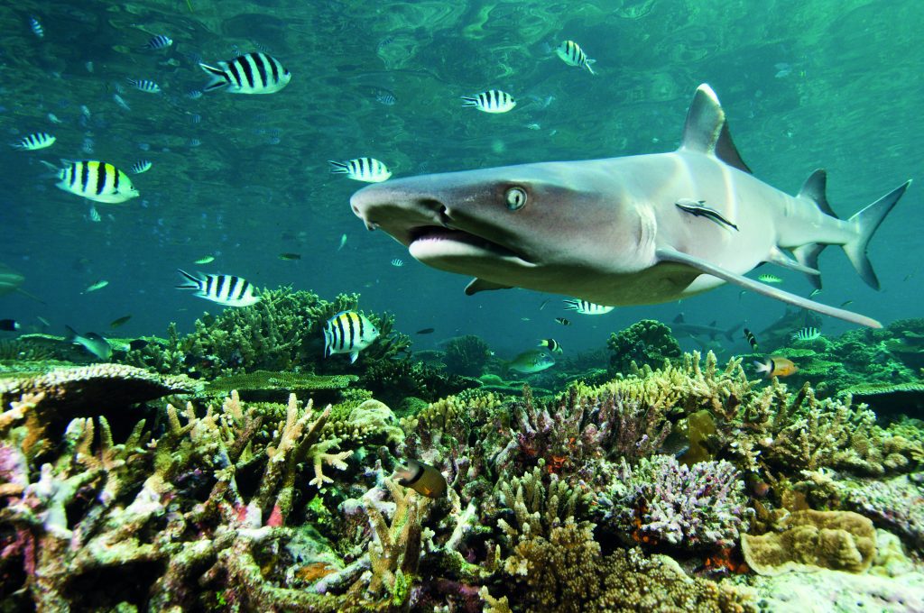 A whitetip reef shark cruises over a vibrant coral reef in Beqa Lagoon, Fiji