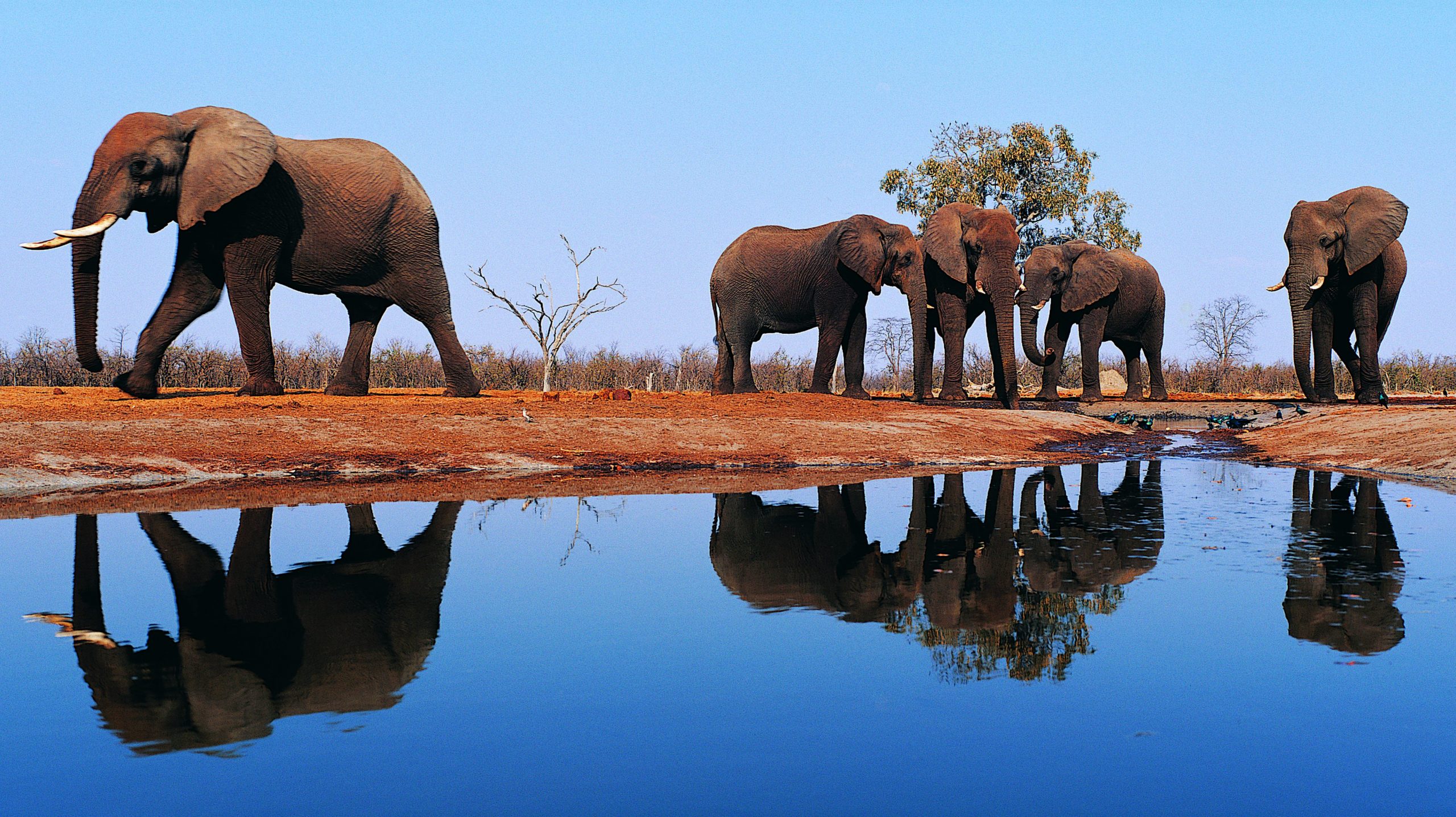 A herd of elephants is reflected in the water of a blue pool beneath a clear blue sky