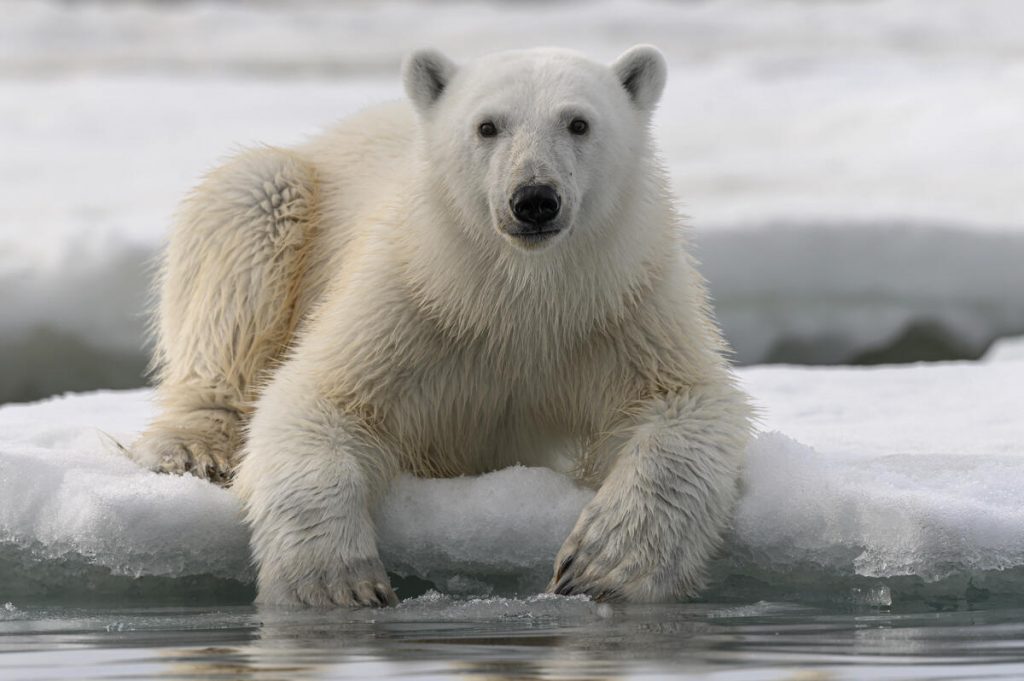 A polar bear rests on the edge of the Arctic sea ice and gazes towards the camera