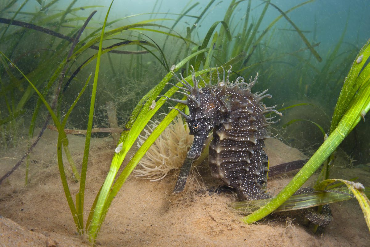 A spiny seahorse moves along the ocean floor among blades of seagrass