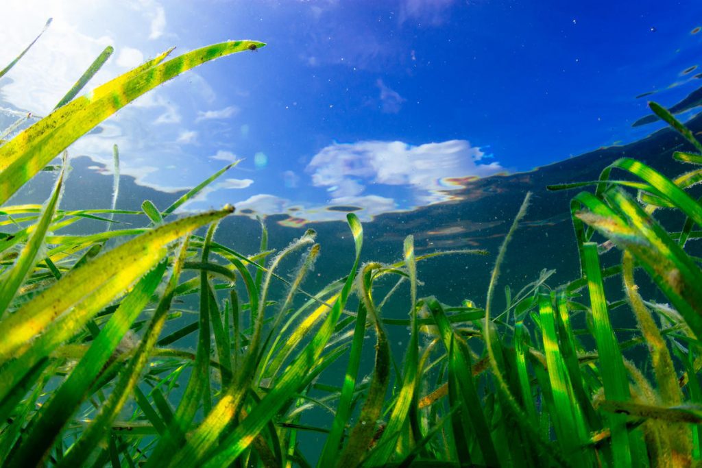 Seagrass beneath a bright blue sky