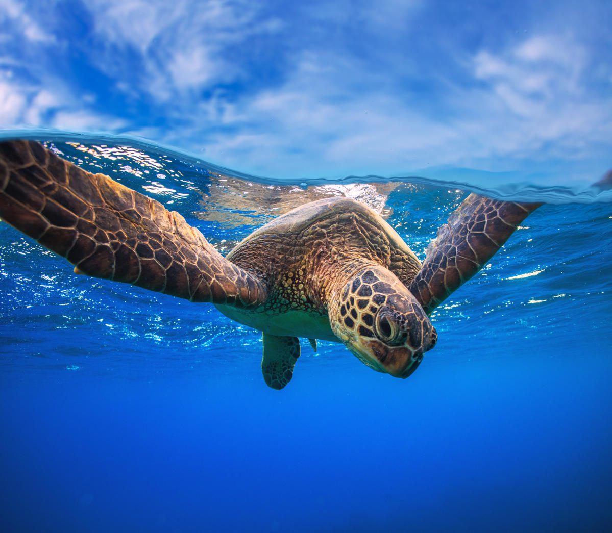 Close-up of marine turtle swimming under sea surface