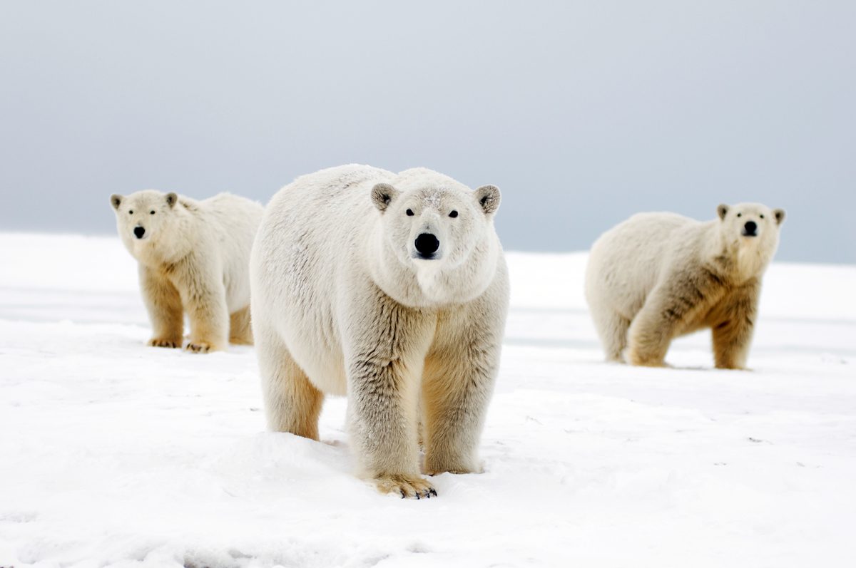 A female polar bear and her two cubs look in the direction of the camera against a backdrop of frozen sea ice