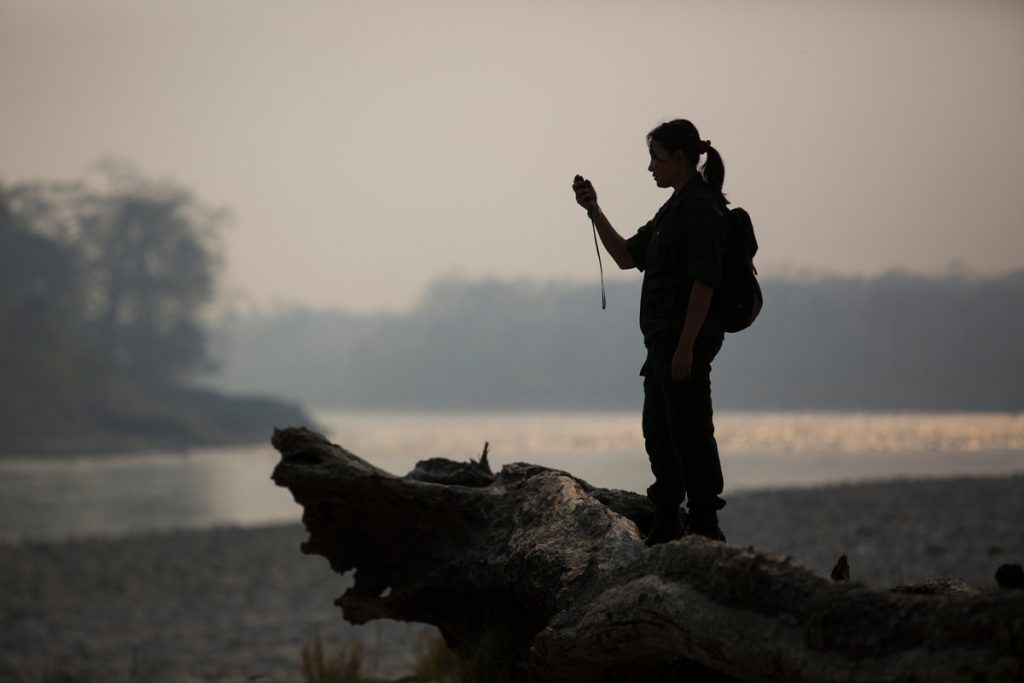 Singye uses a small electronic gadget called a Spatial Monitoring and Reporting Tool to track tigers