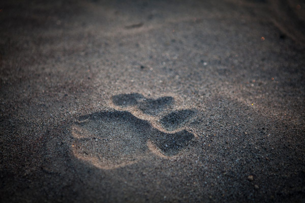 Photograph of a tiger's paw print in the sand