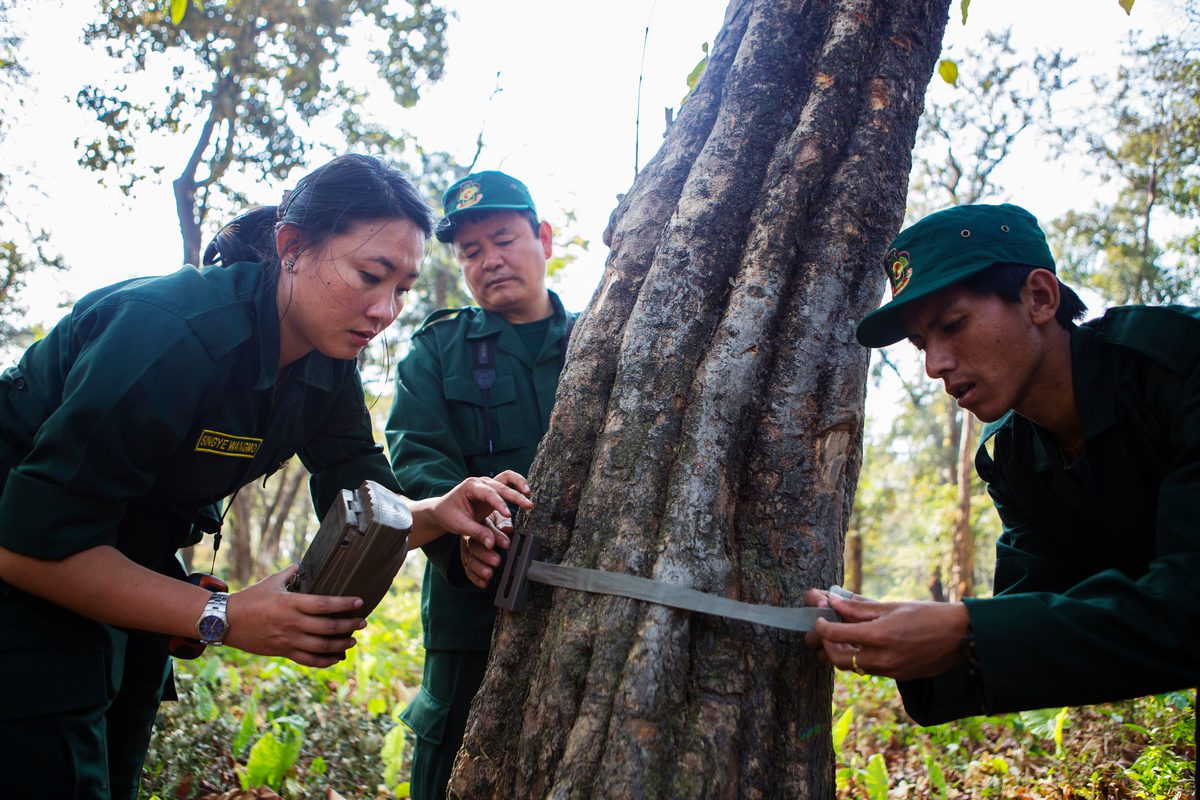 Photograph showing Singye and her team installing a remote camera on a tree 