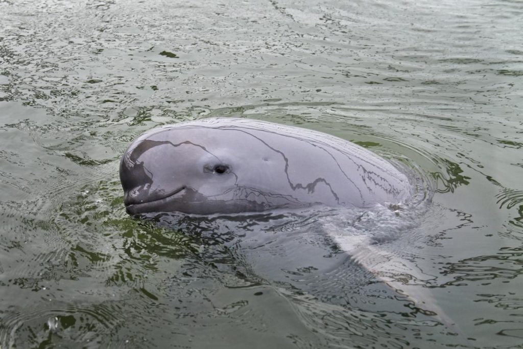 Close-up of a grey Yangtze finless porpoise swimming in the river