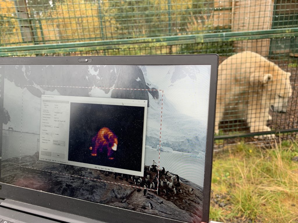 Scientist observing caged polar bear using thermal camera