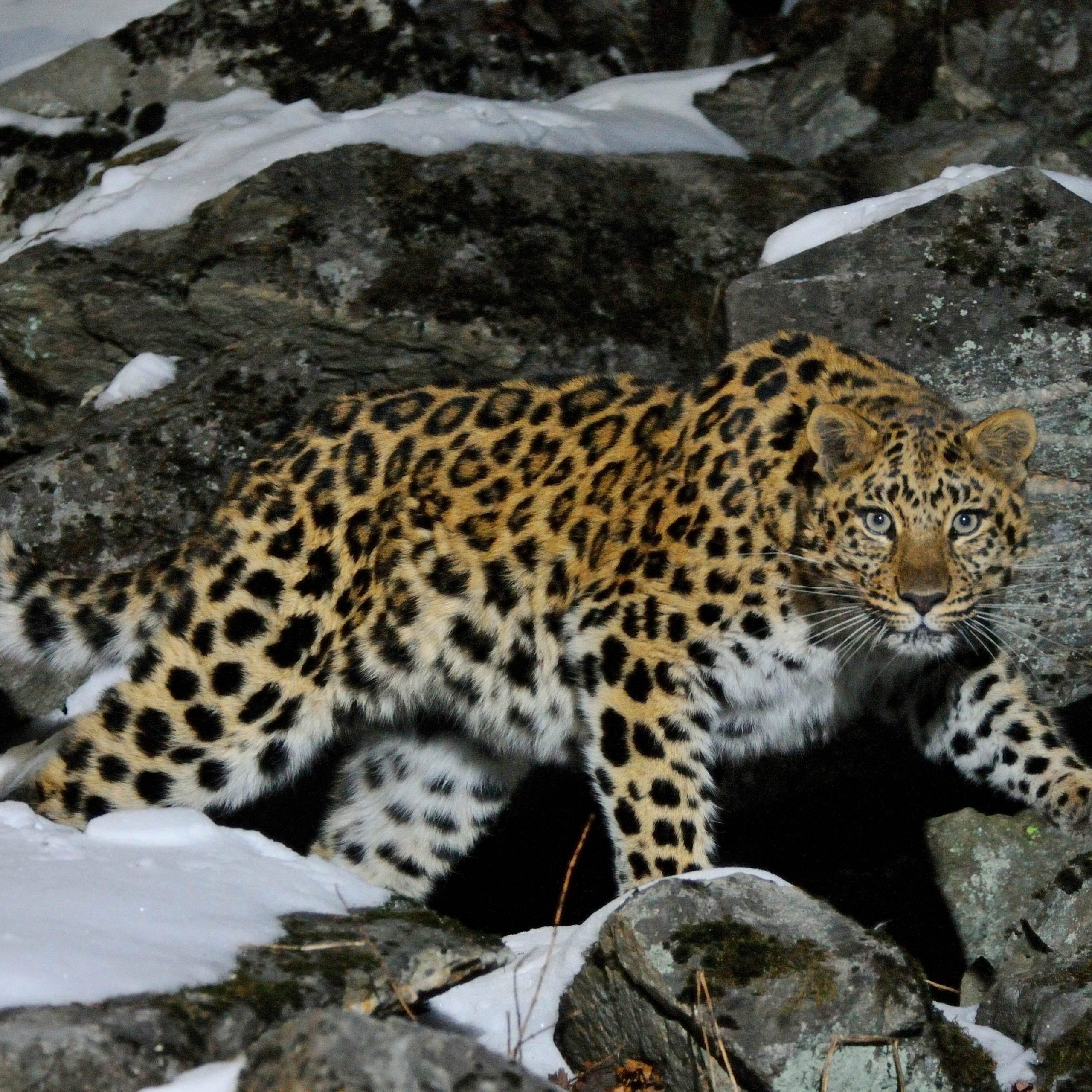 An Amur leopard glances at the camera as it traverses the snowy, rocky terrain of Amur-Heilong