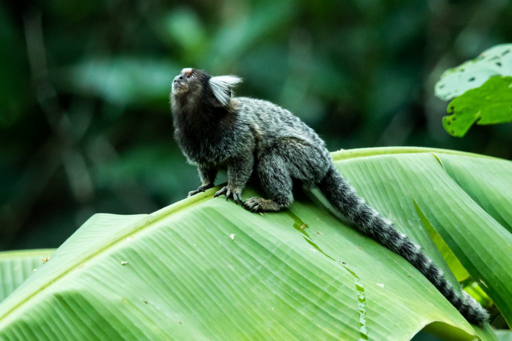 Marmoset sat on a large leaf in the Atlantic Forest