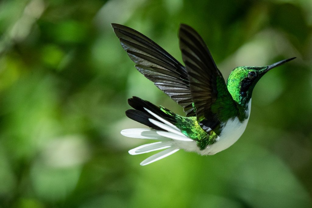 Close-up of a green hummingbird in flight