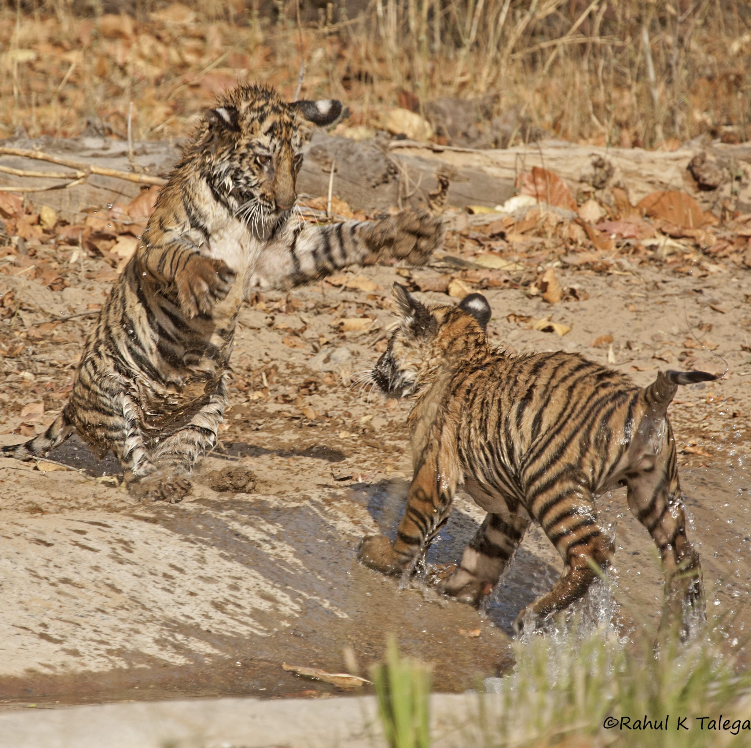 Two tiger cubs face off in central India