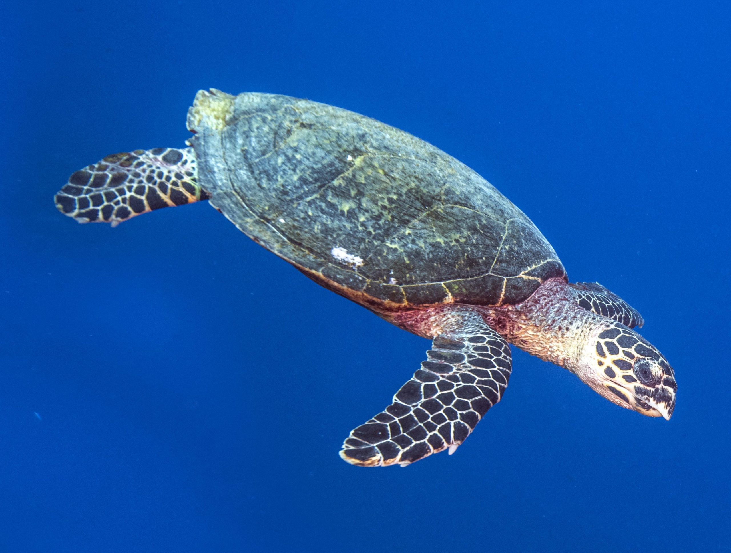 A hawksbill turtle swims underwater, named for its beak-like mouth