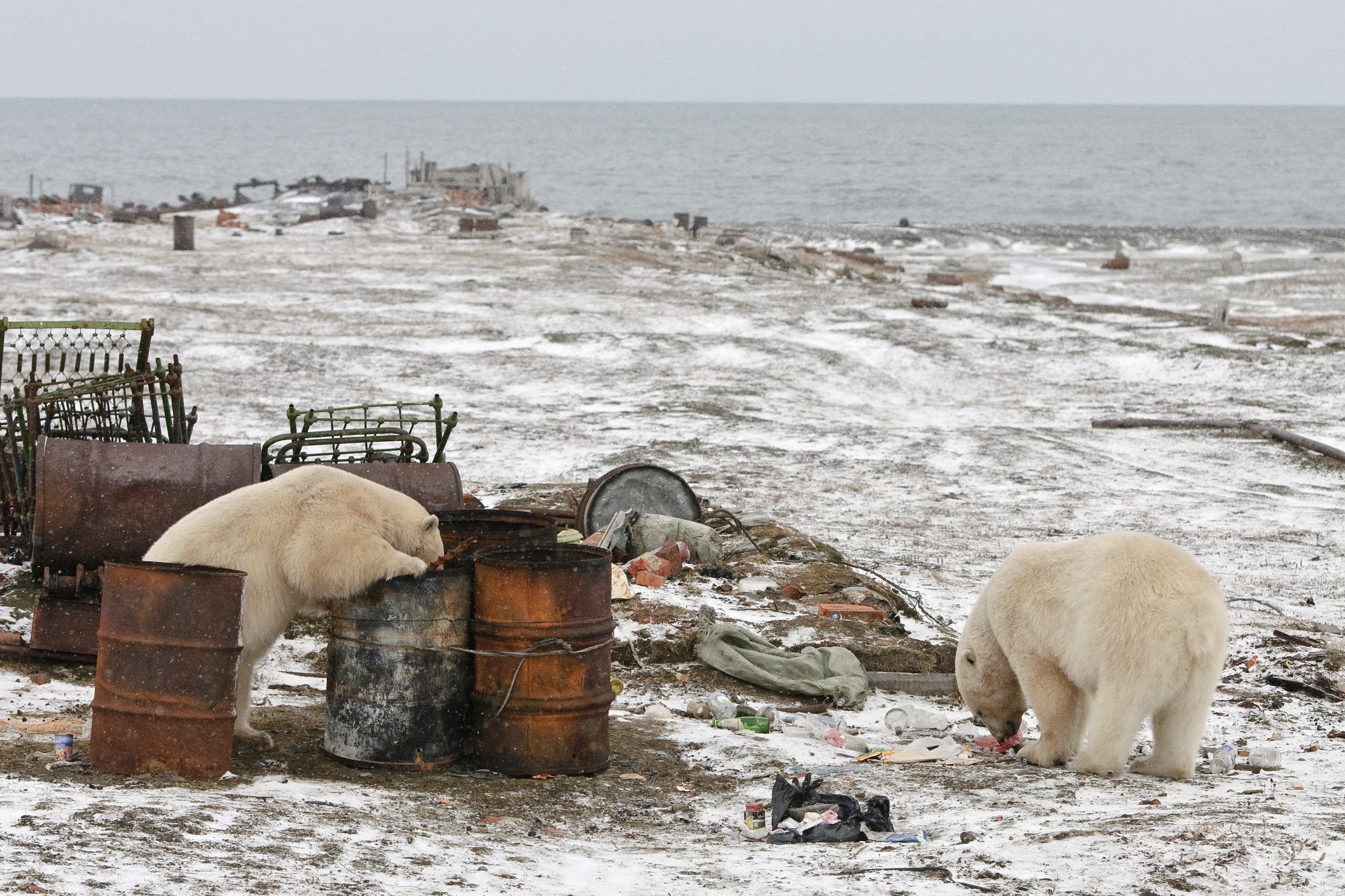 Two polar bears raid a rubbish dump on Wrangel Island in Russia