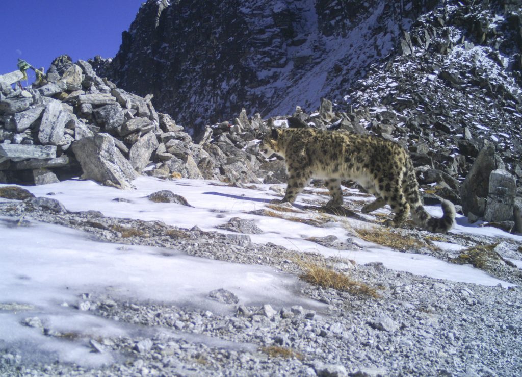 A camera trap image shows a snow leopard walking across the mountainside