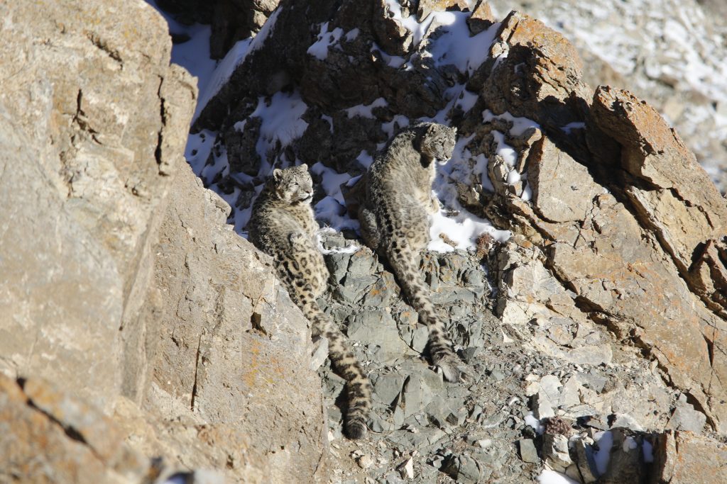 Snow leopards bask in the sun as they sit on a rocky mountainside