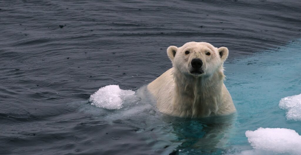 A polar bear sits in the water near blocks of melting ice